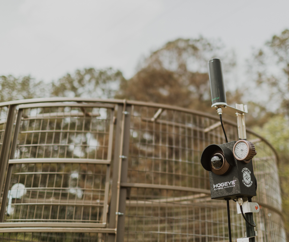 HogEye Camera System paired with the Big Pig Drop Trap let's you monitor your trap and only catch hogs when you're ready.