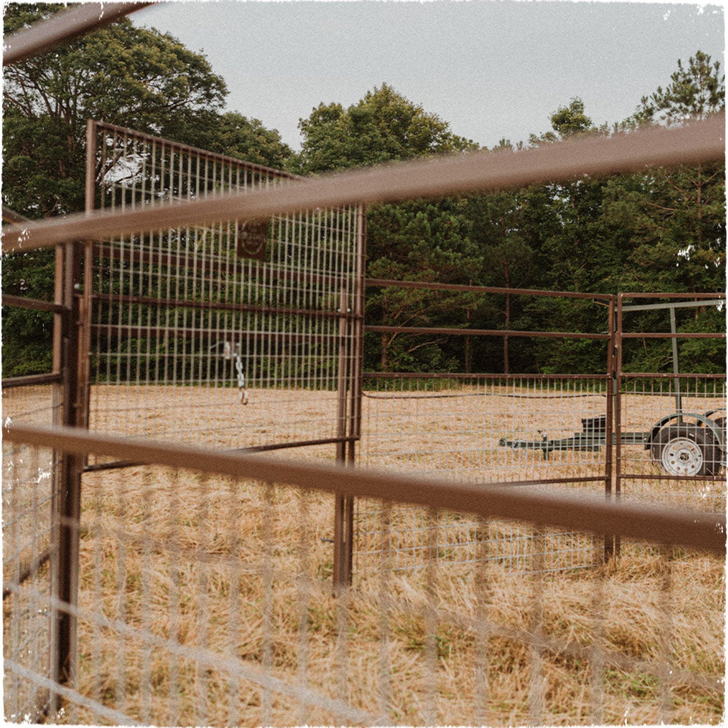 Big Pig Panel Trap and Panel Gate with Big Pig Trailer for easy moving around your property. 