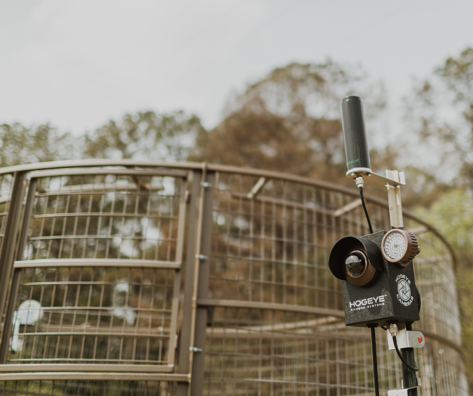 HogEye Camera System paired with the Big Pig Drop Trap let's you monitor your trap and only catch hogs when you're ready. 